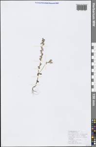 Veronica praecox All., Caucasus, Black Sea Shore (from Novorossiysk to Adler) (K3) (Russia)