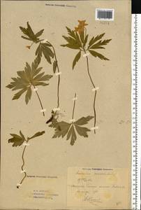 Anemone ranunculoides L., Eastern Europe, Eastern region (E10) (Russia)