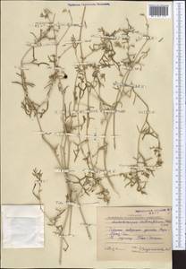 Malacocarpus crithmifolius (Retz.) Fisch. & C. A. Mey., Middle Asia, Karakum (M6) (Turkmenistan)