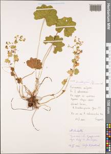 Alchemilla lindbergiana Juz., Eastern Europe, Central region (E4) (Russia)