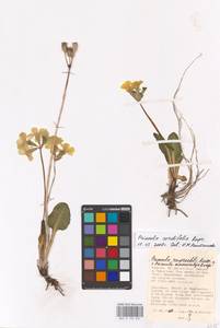 Primula cordifolia Rupr., Caucasus, Dagestan (K2) (Russia)