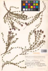 MHA 0 157 342, Thymus pallasianus Heinr.Braun, Eastern Europe, Lower Volga region (E9) (Russia)
