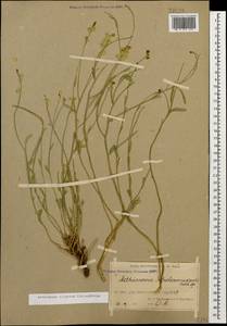 Aethionema virgatum (Boiss.) Hedge, Caucasus, Armenia (K5) (Armenia)