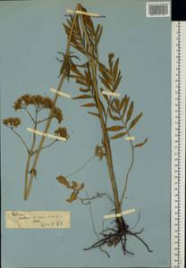 Valeriana pratensis subsp. angustifolia (Soó) Kirschner, Buttler & Hand, Eastern Europe, North Ukrainian region (E11) (Ukraine)