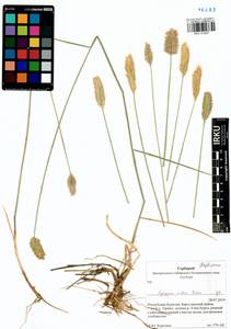 Agropyron michnoi Roshev., Siberia, Baikal & Transbaikal region (S4) (Russia)