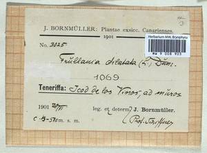 Frullania dilatata (L.) Dumort., Bryophytes, Bryophytes - Macaronesia (BMc) (Spain)