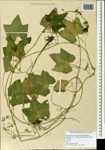 Echinocystis lobata (Michx.) Torr. & Gray, Eastern Europe, Moscow region (E4a) (Russia)