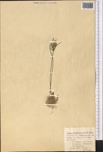 Gagea reticulata (Pall.) Schult. & Schult.f., Middle Asia, Pamir & Pamiro-Alai (M2) (Uzbekistan)