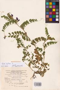 Vicia sativa L., Eastern Europe, West Ukrainian region (E13) (Ukraine)