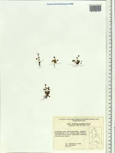 Saxifraga hyperborea R. Br., Siberia, Chukotka & Kamchatka (S7) (Russia)