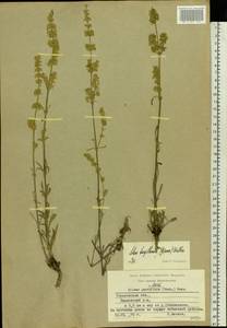 Silene borysthenica (Gruner) Walters, Eastern Europe, Volga-Kama region (E7) (Russia)