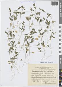 Asperuginoides axillaris (Boiss. & Hohen.) Rauschert, Middle Asia, Syr-Darian deserts & Kyzylkum (M7) (Uzbekistan)