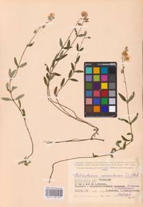 Helianthemum nummularium (L.) Mill., Eastern Europe, Western region (E3) (Russia)