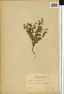 Lepidium perfoliatum L., Eastern Europe, Central forest-and-steppe region (E6) (Russia)