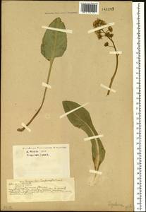 Ligularia glauca (L.) O. Hoffm., Siberia, Western Siberia (S1) (Russia)