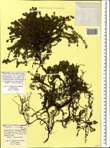 Empetrum nigrum subsp. caucasicum (Juz.) Kuvaev, Caucasus, Krasnodar Krai & Adygea (K1a) (Russia)