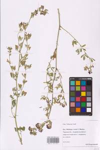Medicago × varia Martyn, Eastern Europe, North-Western region (E2) (Russia)