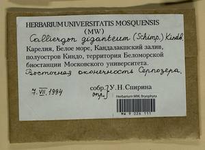 Calliergon giganteum (Schimp.) Kindb., Bryophytes, Bryophytes - Karelia, Leningrad & Murmansk Oblasts (B4) (Russia)