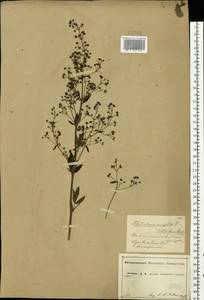 Thalictrum simplex L., Eastern Europe, Central forest-and-steppe region (E6) (Russia)