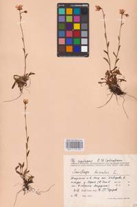 Saxifraga hirculus L., Eastern Europe, Northern region (E1) (Russia)