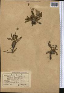 Taraxacum kok-saghyz Rodin, Middle Asia, Northern & Central Tian Shan (M4) (Kazakhstan)