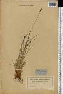 Carex montana L., Eastern Europe (no precise locality) (E0) (Not classified)