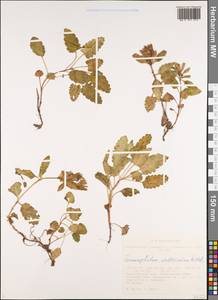 Dracocephalum stellerianum Hiltebr., Siberia, Altai & Sayany Mountains (S2) (Russia)