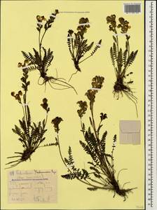 Pedicularis nordmanniana Bunge, Caucasus, Stavropol Krai, Karachay-Cherkessia & Kabardino-Balkaria (K1b) (Russia)
