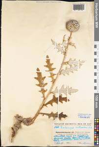 Echinops ritro subsp. ruthenicus (M. Bieb.) Nyman, Eastern Europe, North Ukrainian region (E11) (Ukraine)