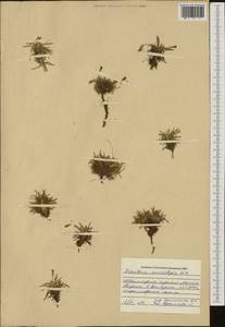 Dianthus microlepis Boiss., Western Europe (EUR) (Bulgaria)