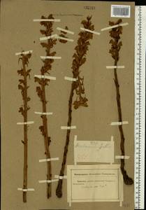 Orobanche alba Steph. ex Willd., Eastern Europe, Rostov Oblast (E12a) (Russia)