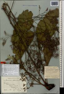 Limonium meyeri (Boiss.) Kuntze, Caucasus, Dagestan (K2) (Russia)