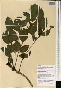 Polyscias fraxinifolia (Baker) R.Vig., Africa (AFR) (Madagascar)