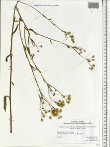 Erigeron strigosus Muhl. ex Willd., Eastern Europe, Moscow region (E4a) (Russia)
