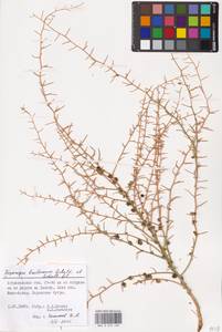 Asparagus breslerianus Schult. & Schult.f., Eastern Europe, Lower Volga region (E9) (Russia)