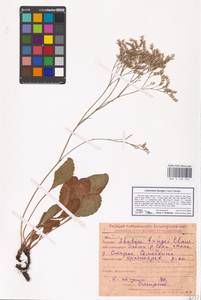 Limonium bungei (Claus) Gamajun., Eastern Europe, Middle Volga region (E8) (Russia)