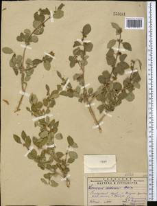 Lonicera nummulariifolia Jaub. & Spach, Middle Asia, Pamir & Pamiro-Alai (M2) (Uzbekistan)