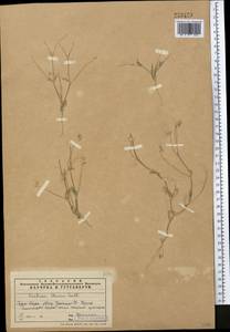 Lomelosia olivieri (Coult.) Greuter & Burdet, Middle Asia, Western Tian Shan & Karatau (M3) (Kazakhstan)