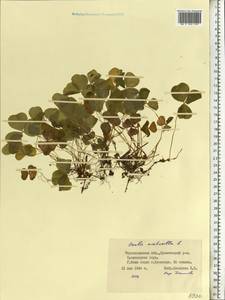 Oxalis acetosella L., Eastern Europe, South Ukrainian region (E12) (Ukraine)