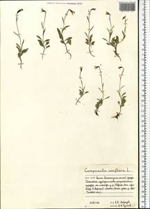 Melanocalyx uniflora (L.) Morin, Siberia, Western Siberia (S1) (Russia)