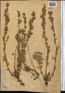 Artemisia aschurbajewii C. Winkl., Middle Asia, Dzungarian Alatau & Tarbagatai (M5) (Kazakhstan)