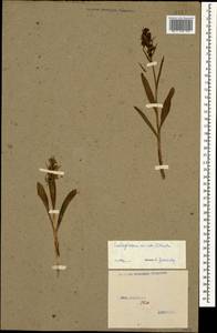 Dactylorhiza viridis (L.) R.M.Bateman, Pridgeon & M.W.Chase, Caucasus, Stavropol Krai, Karachay-Cherkessia & Kabardino-Balkaria (K1b) (Russia)