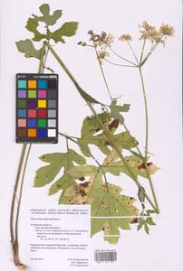 Heracleum sphondylium L., Eastern Europe, Central region (E4) (Russia)