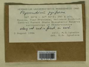 Physcomitrium pyriforme (Hedw.) Brid., Bryophytes, Bryophytes - Middle Russia (B6) (Russia)