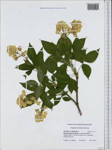 Staphylea colchica Stev., Caucasus, Black Sea Shore (from Novorossiysk to Adler) (K3) (Russia)