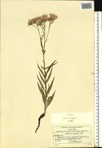 Saussurea amara (L.) DC., Eastern Europe, Moscow region (E4a) (Russia)