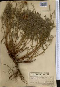 Hypericum scabrum L., Middle Asia, Pamir & Pamiro-Alai (M2) (Uzbekistan)