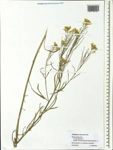 Erysimum diffusum Ehrh., Eastern Europe, Moscow region (E4a) (Russia)