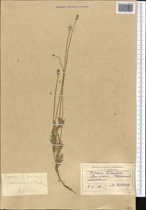 Papaver laevigatum M. Bieb., Middle Asia, Northern & Central Tian Shan (M4) (Kyrgyzstan)