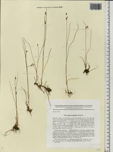 Juncus alpinoarticulatus subsp. rariflorus (Hartm.) Holub, Eastern Europe, Northern region (E1) (Russia)